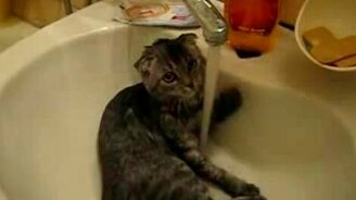 Кот моется - смотреть видео (0:26)