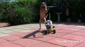 Пёс и кот на самокате - смотреть видео (0:17)