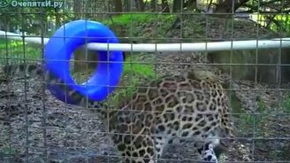 Тигриные игрушки - смотреть видео (3:01)