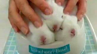 Массаж для крольчат - смотреть видео (0:34)