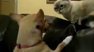 Пёсик достал - смотреть видео (0:32)