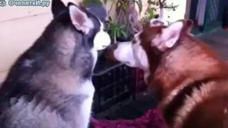 Хаски целуются - смотреть видео (0:21)