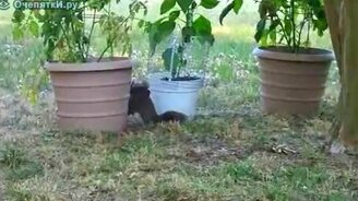 Беличий рестлинг - смотреть видео (0:26)