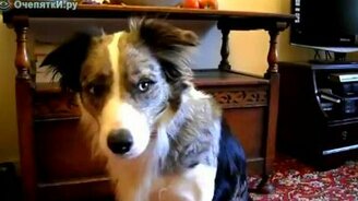 Пёс показывает язык - смотреть видео (0:26)