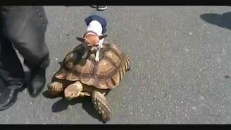 Чихуа-хуа на черепахе - смотреть видео (2:46)