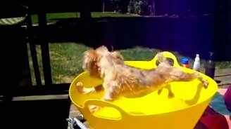 Пёс-жихарка - смотреть видео (1:53)