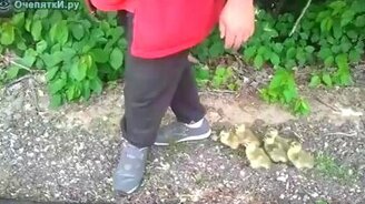 Утята нашли маму - смотреть видео (0:29)