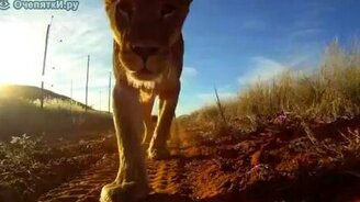 Львам камеру по нраву - смотреть видео (2:56)