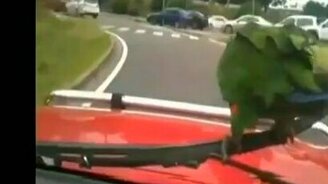Попугай на дворнике авто - смотреть видео (4:34)