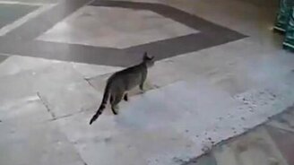 Молниеносный охотник - смотреть видео (1:00)