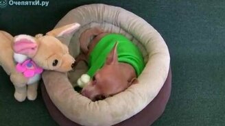 Свирепая схватка - смотреть видео (0:56)