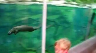 С выдрой наперегонки - смотреть видео (0:49)