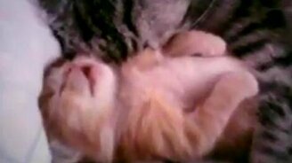 Нежное семейство - смотреть видео (1:01)