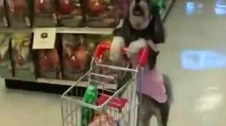 Собака в супермаркете - смотреть видео (1:05)