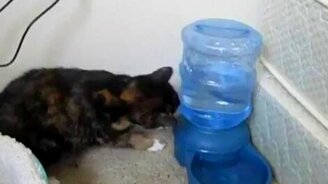 Кошачий бойлер - смотреть видео (1:28)