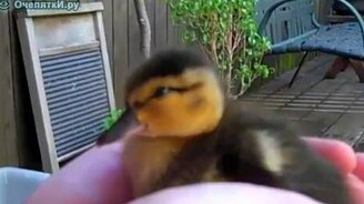 Утёнок начеку - смотреть видео (0:39)