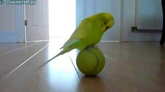 Попугай-циркач - смотреть видео (1:37)