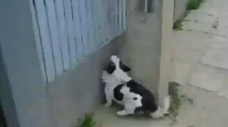 Гениальный пёс - смотреть видео (0:19)