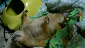 Спит как труп - смотреть видео (0:40)