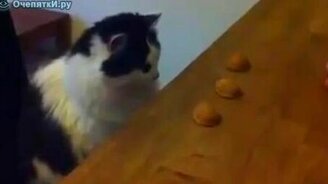 Кот и напёрстки - смотреть видео (0:56)