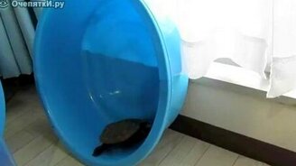 Черепашка-хомяк - смотреть видео (0:40)