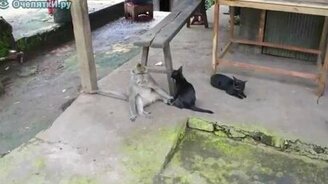 Обезьяна и кошка - смотреть видео (1:46)