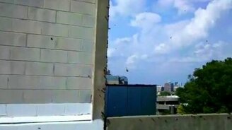 Нашествие цикад - смотреть видео (0:33)