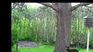 Белка дразнит пса - смотреть видео (0:59)