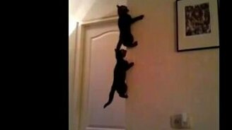 Кошки на косяке - смотреть видео (0:22)
