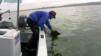 Овчарка и дельфины - смотреть видео (1:49)