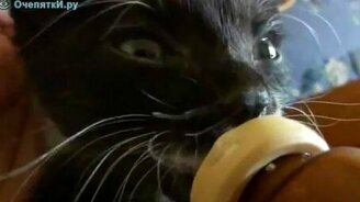 Котёнок как ребёнок - смотреть видео (0:42)