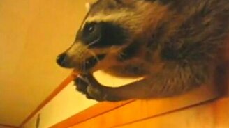 Маленький взломщик - смотреть видео (3:20)