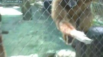 Обезьяна-мигалка - смотреть видео (0:35)