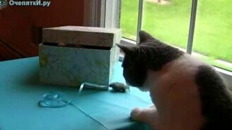 Котёнок из коробки - смотреть видео (1:26)