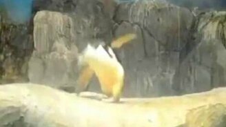 Пингвиний дабстеп - смотреть видео (0:35)