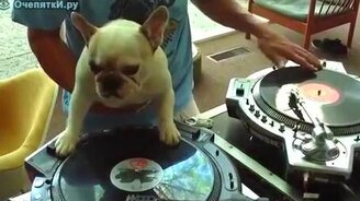 Пёс ди-джей - смотреть видео (0:41)