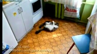 Смертельная схватка за кухню - смотреть видео (0:41)