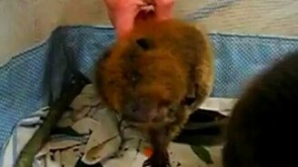 Нежный бобрёнок - смотреть видео (0:49)