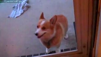 Правильная собачка - смотреть видео (1:06)