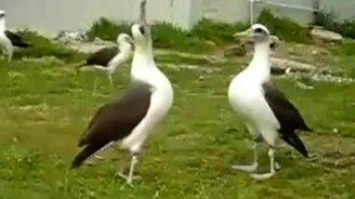 Горячее обсуждение - смотреть видео (1:38)