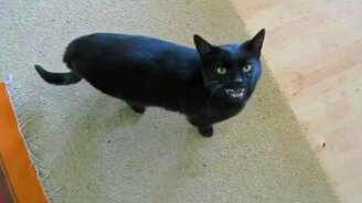 Мяу микс - смотреть видео (1:51)