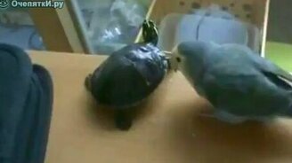 Наглый попугай - смотреть видео (0:18)