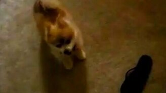 Танцующая псинка - смотреть видео (1:05)