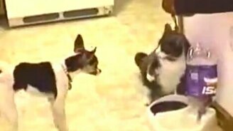 Стойкая собачонка - смотреть видео (0:59)