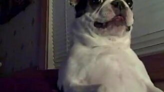 Кряхтящий пёсик - смотреть видео (1:52)