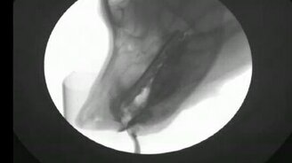 Как пьёт пёс? - смотреть видео (0:25)