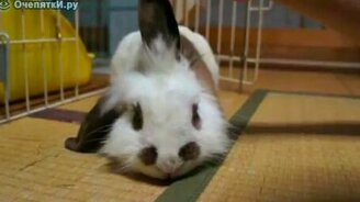 Податливый кролик - смотреть видео (0:31)