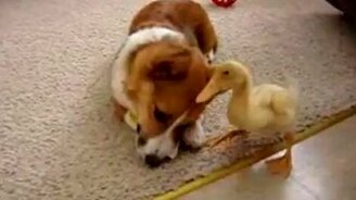 Пёс и утёнок - смотреть видео (1:23)