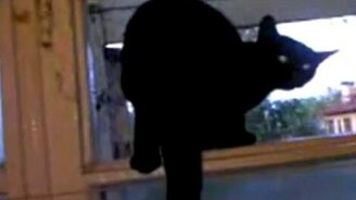 Запалили кота - смотреть видео (0:23)