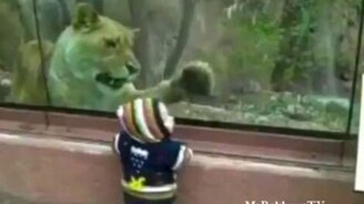 Львица и парнишка - смотреть видео (0:43)